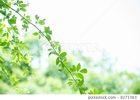 New green image 8271563