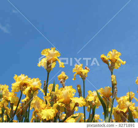 Iris flowers 8271891