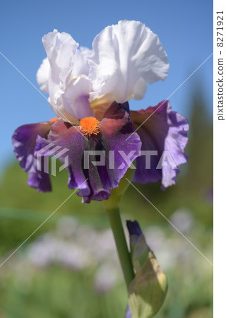 Iris flower 8271921