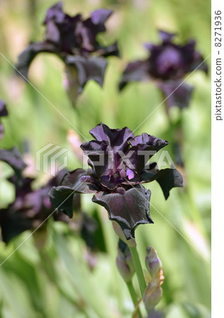 Iris flower Iris flower 8271936