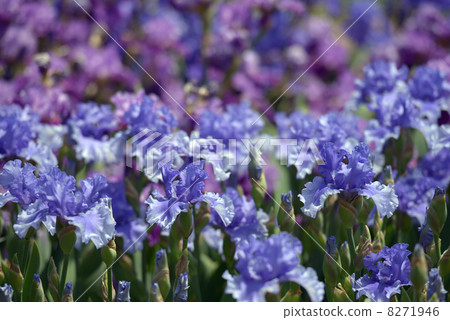 Iris flowers Iris flowers 8271946