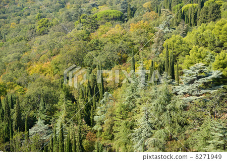 Forest background 8271949