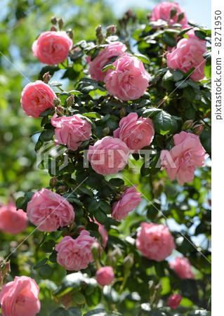 Pink roses Pink roses 8271950