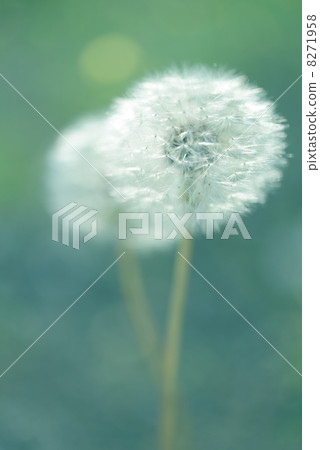 Dandelion flower 8271958