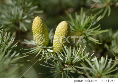 New cones of Atlas cedar New cones of Atlas cedar 8271962