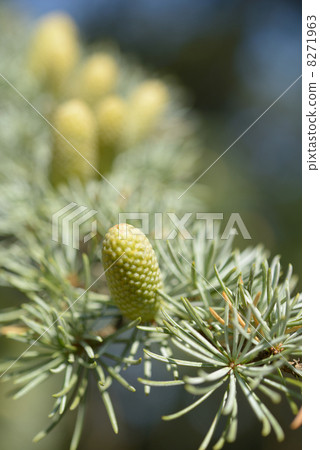 New cones of Atlas cedar New cones of Atlas cedar 8271963