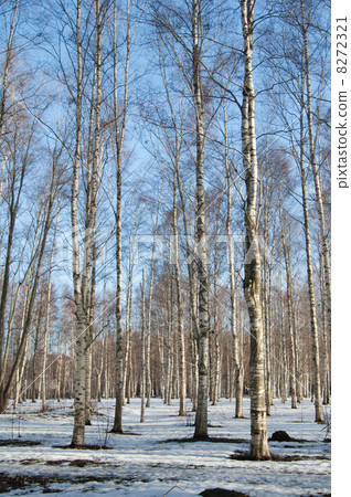 Spring landscape in a birchwood Spring landscape in a birchwood 8272321