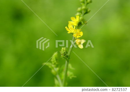 Kinnizu Hiki Kinnizu Hiki 8272537