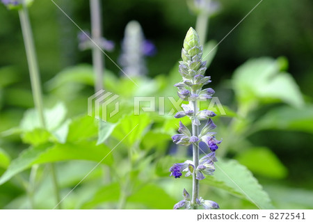 薰衣草鼠尾草 薰衣草鼠尾草 8272541
