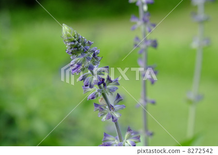 薰衣草鼠尾草 薰衣草鼠尾草 8272542