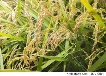 Rice field 8272889