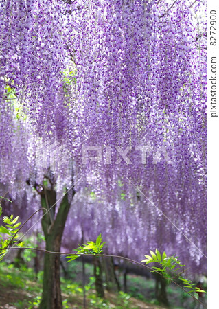  Wisteria flowers 8272900
