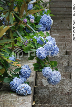 繡球繡球花(和歌山縣東室裡郡Nachikatsura-cho) 繡球繡球花(和歌山縣東室裡郡Nachikatsura-cho) 8273022