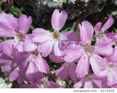 Takanebiranji Takanebiranji 8273636