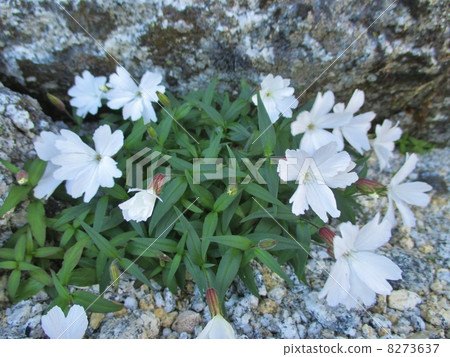 Takanebiranji Takanebiranji 8273637