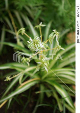 似乎是Orizururan盛開的植物 8273710