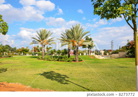 Date palms on the lawn in the park 8273772