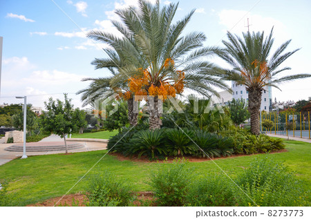 Park date palms on the lawn Park date palms on the lawn 8273773