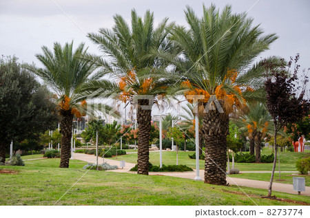 Date palms grow in all Israeli parks Date palms grow in all Israeli parks 8273774