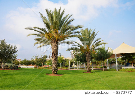 Two date palm trees under a blue sky Two date palm trees under a blue sky 8273777