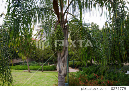 Dates ripening in a date palm in the park 8273779