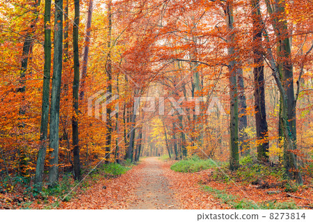 Colorful autumn park Colorful autumn park 8273814