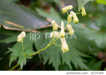 Ranunculis Ranunculis 8274160