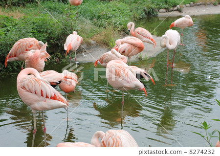 Flamingo  8274232