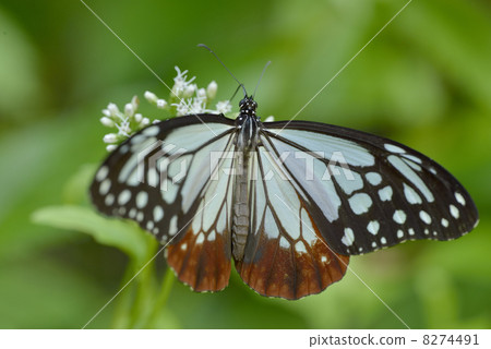 Asagi madara 8274491