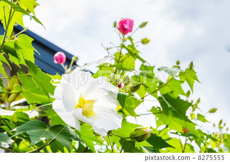  芙蓉 8275555