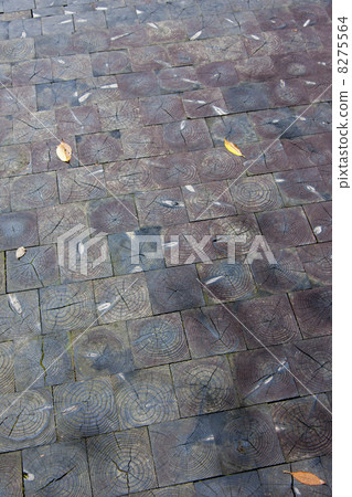 樹的路徑 8275564