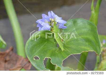 Electric pigeon Electric pigeon 8275569