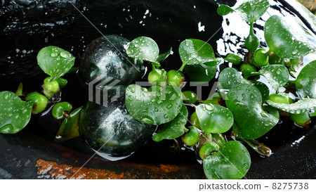 Water hyacinth 8275738