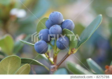 Whey plum seems to be delicious · · · Whey plum seems to be delicious · · · 8275786