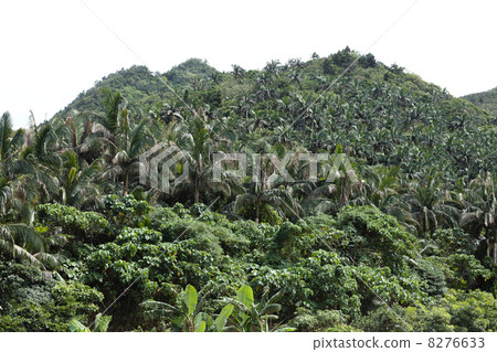 Community of the natural monument Yayayama pear Community of the natural monument Yayayama pear 8276633