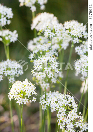Nira flower flower picture material 8276681