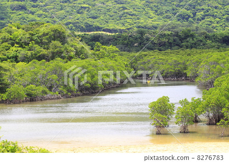 Ishigakijima Fukimboru河的紅樹林 8276783