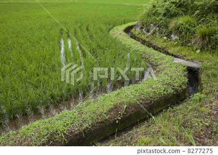 Paddy field Paddy field 8277275