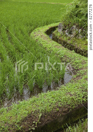 Paddy field 8277276