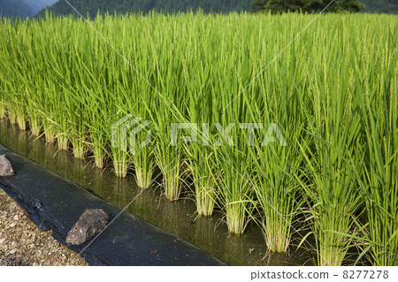 Paddy field 8277278