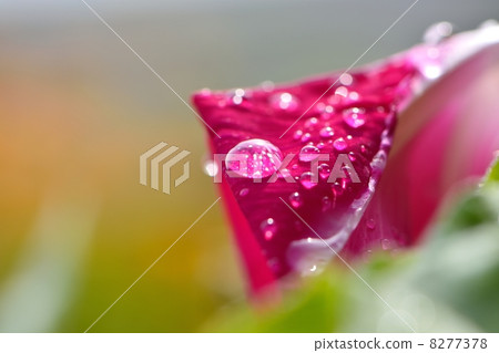 Macro shooting of water drops attached to a red morning glory flower 8277378