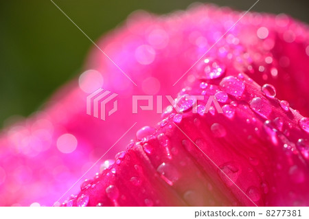Macro shooting of water drops attached to a red morning glory flower 8277381