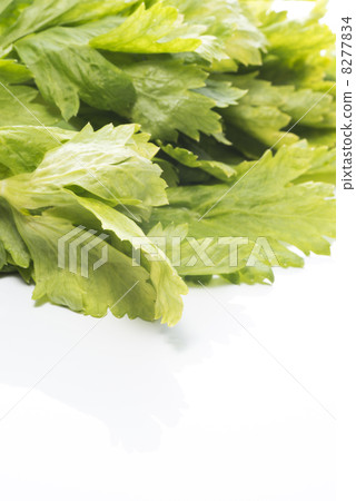 Close-up of celery leaves on white background 8277834