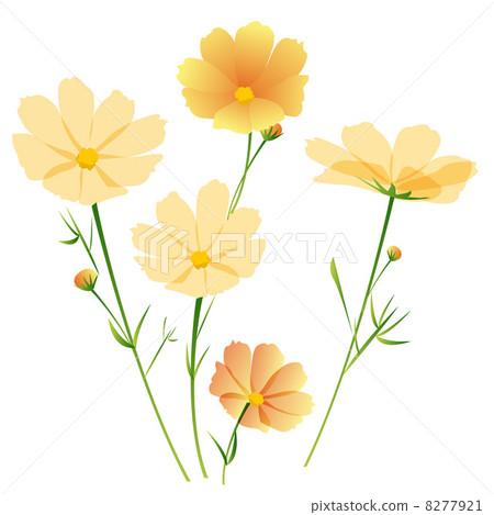 Autumn cherry blossoms orange Fall season cosmos Autumn cherry blossoms orange Fall season cosmos 8277921