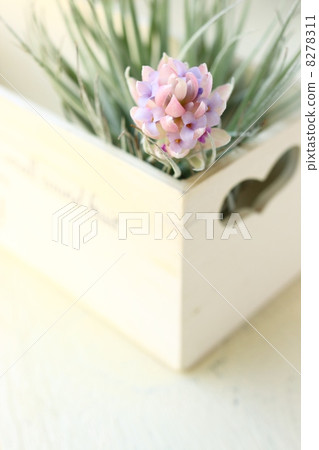 空氣植物 空氣植物 8278311