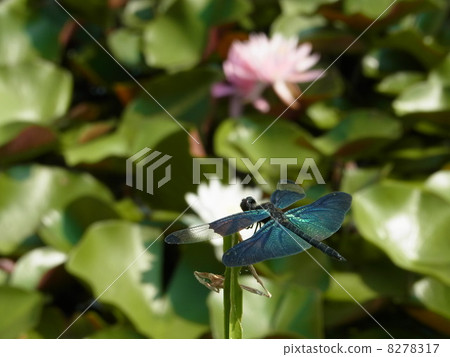 Butterfly dragonfly Butterfly dragonfly 8278317