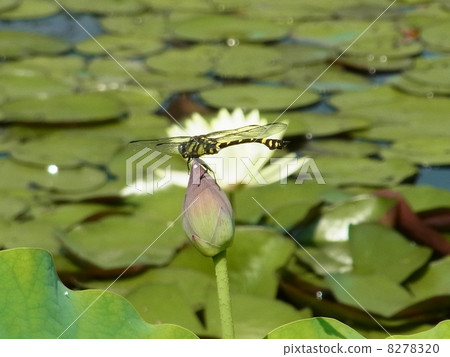 Taiwan Uchiyayama Taiwan Uchiyayama 8278320