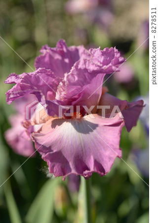 Iris flower 8278511
