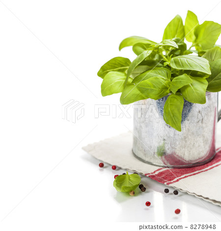 Fresh basil in the pot Fresh basil in the pot 8278948