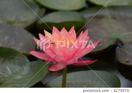 Tropical water lily 8279978